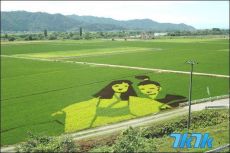 “稻田艺术”这是一种非常适合推广观光农业的方法。