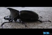 这就是Kabutom　RX-03的原型：rhinoceros　beetle。学名叫做双叉犀金龟，中国民间称“独角仙”。体形大而威武。（在小编的家乡，这货叫：天牛）