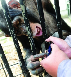 在南京紅山森林動物園,一隻6歲的黑猩猩也成了手機遊戲